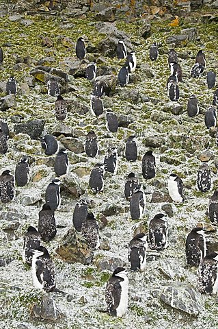 Moulting chinstrap penguins, Hannah Point, Livingstone Island, South Shetland Islands, Polar Regions