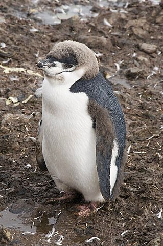 Chinstrap penguin, Hannah Point, Livingstone Island, South Shetland Islands, Polar Regions