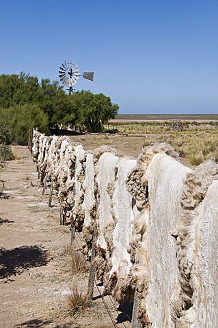 Sheepskins drying in the sun, Valdes Peninsula, Patagonia, Argentina, South America