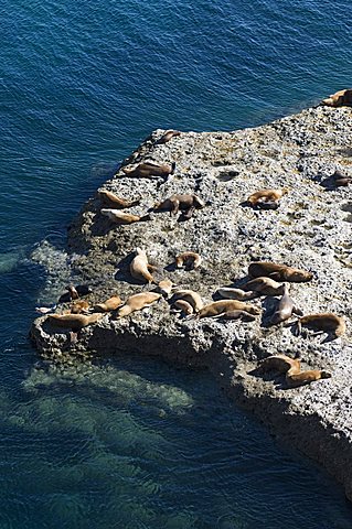 Sea lions, Valdes Peninsula, Patagonia, Argentina, South America