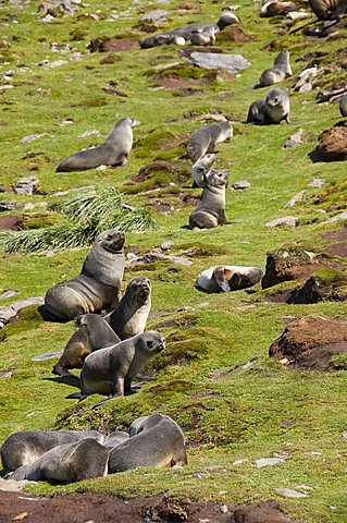 Fur seals, Moltke Harbour, Royal Bay, South Georgia, South Atlantic