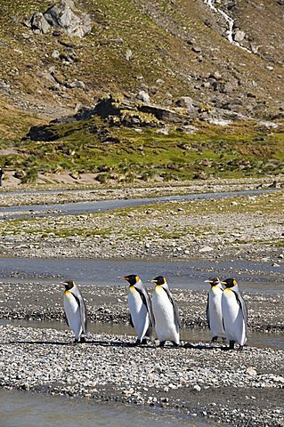 King penguins, Moltke Harbour, Royal Bay, South Georgia, South Atlantic