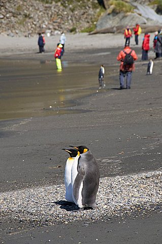 King penguins, Moltke Harbour, Royal Bay, South Georgia, South Atlantic