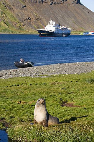 Grytviken, South Georgia, South Atlantic