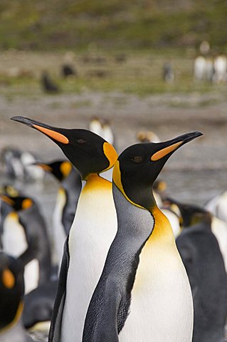 King penguins, St. Andrews Bay, South Georgia, South Atlantic