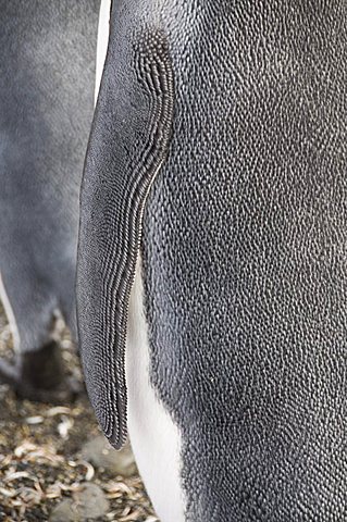 King penguins, St. Andrews Bay, South Georgia, South Atlantic