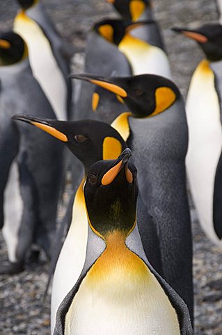 King penguins, St. Andrews Bay, South Georgia, South Atlantic