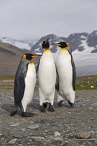 King penguins, St. Andrews Bay, South Georgia, South Atlantic