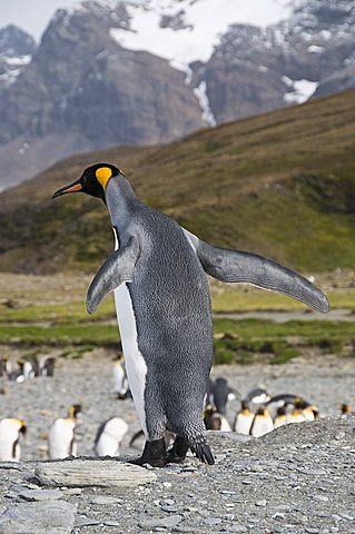 King penguins, St. Andrews Bay, South Georgia, South Atlantic