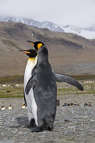 King penguins, St. Andrews Bay, South Georgia, South Atlantic