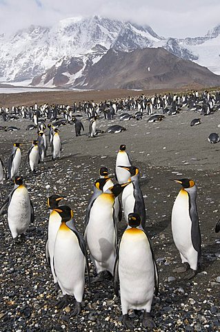 King penguins, St. Andrews Bay, South Georgia, South Atlantic