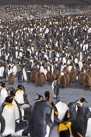 King penguins with brown feathered chicks, St. Andrews Bay, South Georgia, South Atlantic