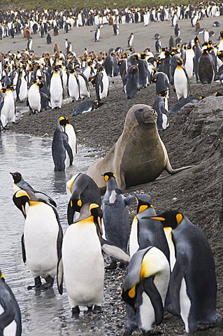 Fur seal and king penguins, St. Andrews Bay, South Georgia, South Atlantic