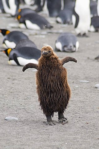 Brown feathered king penguin chick, St. Andrews Bay, South Georgia, South Atlantic