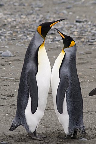 King penguins, St. Andrews Bay, South Georgia, South Atlantic