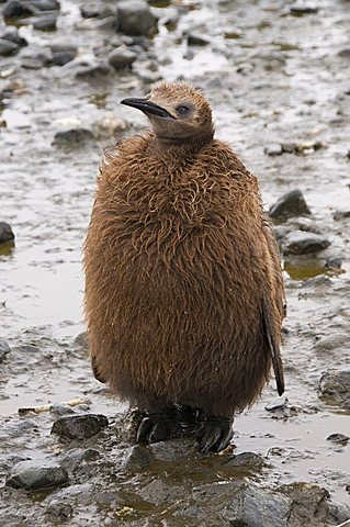 King penguin chick, Salisbury Plain, South Georgia, South Atlantic