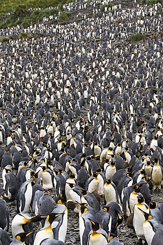 King penguins, Salisbury Plain, South Georgia, South Atlantic