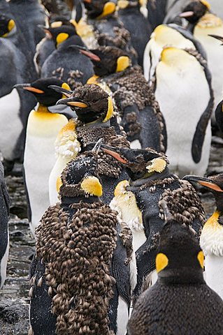 King penguins, Salisbury Plain, South Georgia, South Atlantic