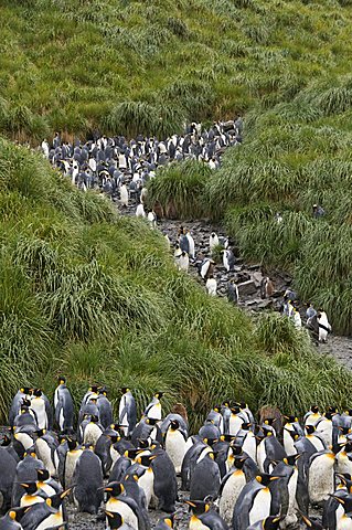 King penguins, Salisbury Plain, South Georgia, South Atlantic