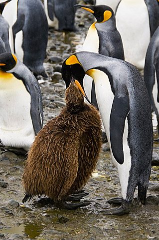 King penguins, Salisbury Plain, South Georgia, South Atlantic