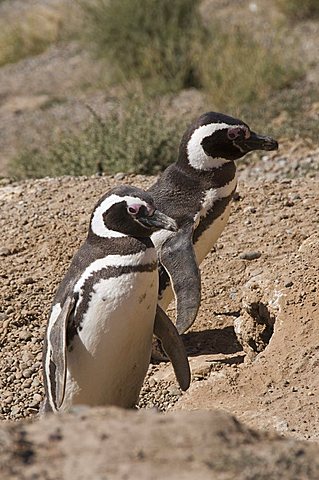 Magellanic penguins, Punta Cantor, Valdes Peninsula, Patagonia, Argentina, South America