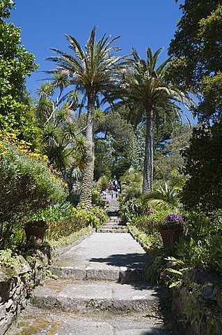 Abbey Gardens, Tresco, Isles of Scilly, Cornwall, United Kingdom, Europe