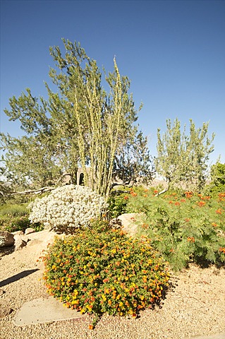 Desert plants, Arizona, United States of America, North America