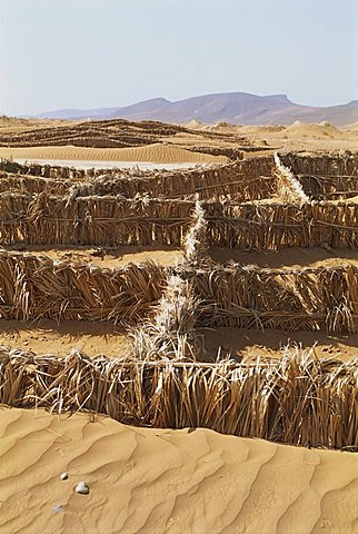 Barriers of palm leaves to control sand, to stop it from drifting onto road, near Tinejdad, Morocco, North Africa, Africa