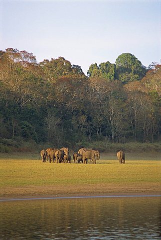 Elephants at the Periyar Wildlife Sanctuary, near Thekkady, Western Ghats, Kerala state, India, Asia