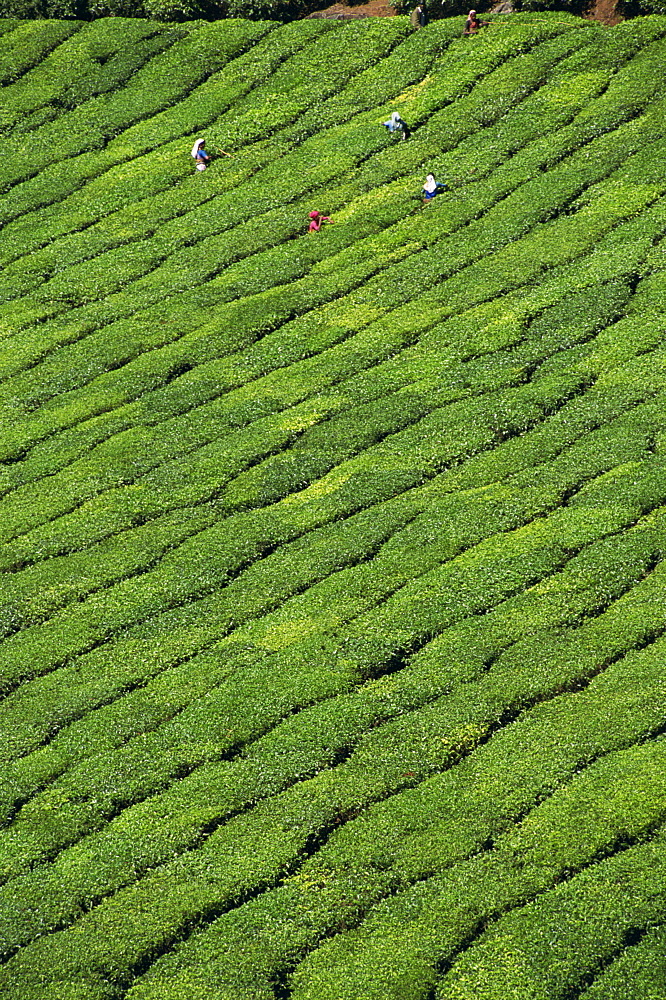 Aerial view of rows of tea bushes in tea gardens, plantations, in Tea country, high in the Western Ghats near Munnar, Kerala, India, Asia