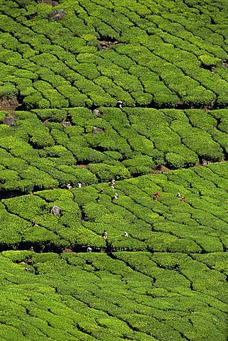 Tea country, Western Ghats near Munnar, Kerala state, India, Asia