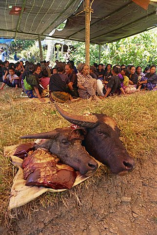 Traditional Toraja funeral, Sulawesi, Indonesia, Southeast Asia, Asia