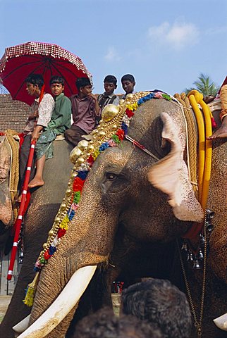 Mahoot and boys on decorated elephants at a roadside festival, Kerala State, India, Asia