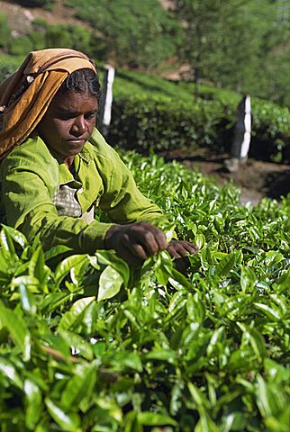 Tea picking, Western Ghats near Munnar, Kerala state, India, Asia