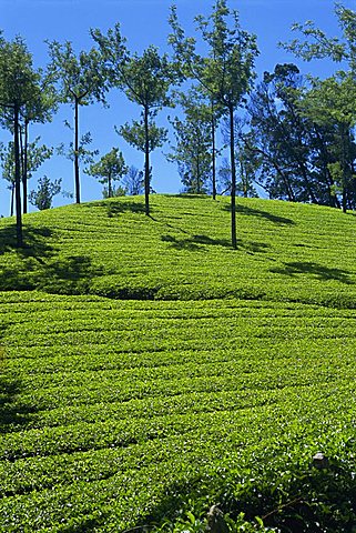 Tea country, Western Ghats near Munnar, Kerala state, India, Asia