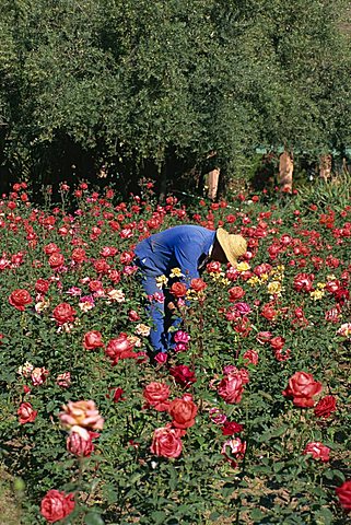 La Roseraie Hotel, Ourigane, famous for its rose gardens, Morocco, North Africa, Africa