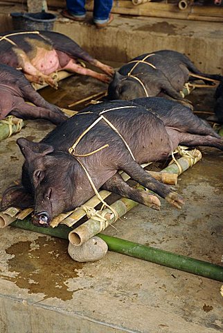 Pig market, Rantepao, Toraja area, Sulawesi, Indonesia, Southeast Asia, Asia