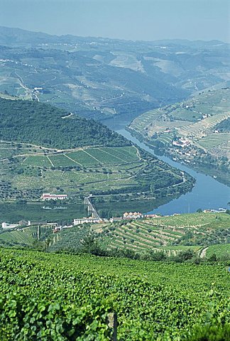 Vineyards near Pinhao, Douro region, Portugal, Europe