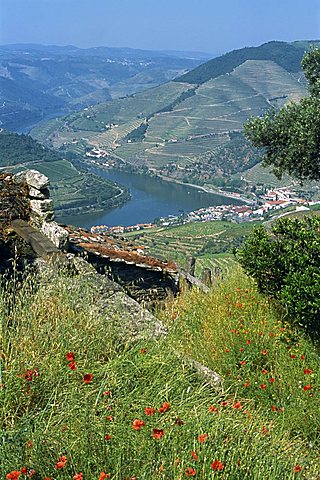 Landscape near Pinhao, Douro region, Portugal, Europe