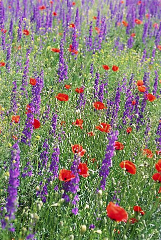 Wild flowers near Goreme, Cappadocia, Anatolia, Turkey, Asia Minor, Asia