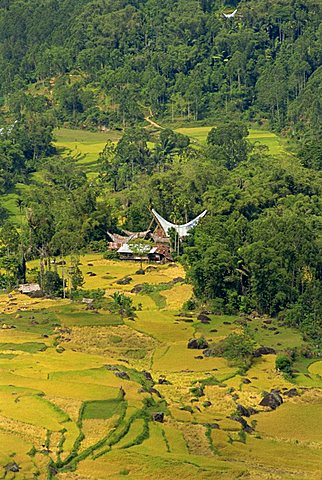 Valley, Toraja area, Sulawesi, Indonesia, Southeast Asia, Asia