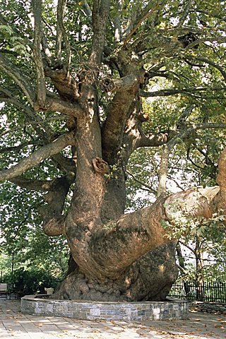 One thousand year old plane tree, trunk has circumference of 14 metres, Isagarada, Pelion, Greece, Europe