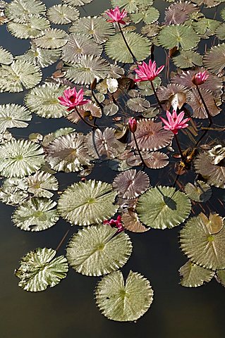 Water lilies Goa, India, Asia