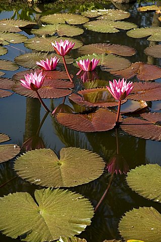 Water lilies, Goa, India, Asia