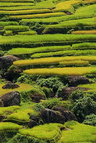 Agricultural landscape of rice fields and terraces, Toraja area, island of Sulawesi, Indonesia, Southeast Asia, Asia