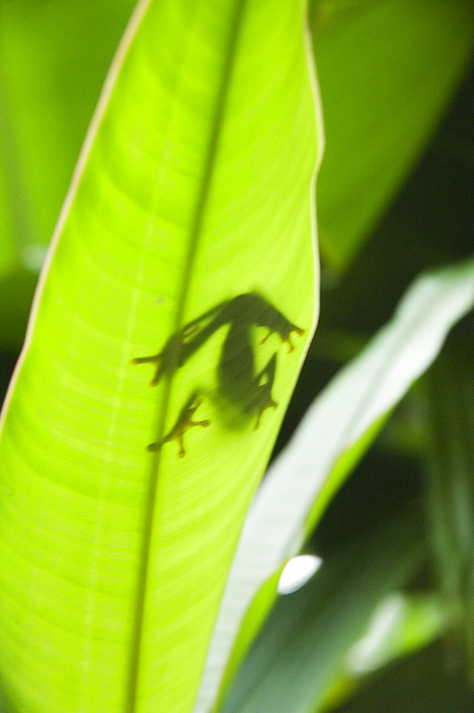 Red eyed tree frog, Tortuguero National Park, Costa Rica