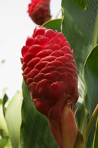 Ginger, Costa Rica, Central America