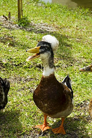 Ducks in the grounds of Montana de Fuego Hotel, La Fortuna, Arenal, Costa Rica, Central America