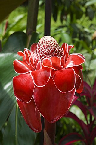 Tropical flower, Costa Rica, Central America