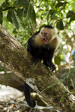 Capuchin or white faced monkey, Manuel Antonio Nature Reserve, Manuel Antonio, Costa Rica, Central America